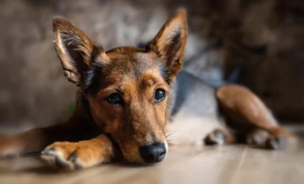 Devenir éducateur canin : découvrez les étapes clés pour transformer sa passion en métier