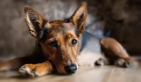 Devenir éducateur canin : découvrez les étapes clés pour transformer sa passion en métier