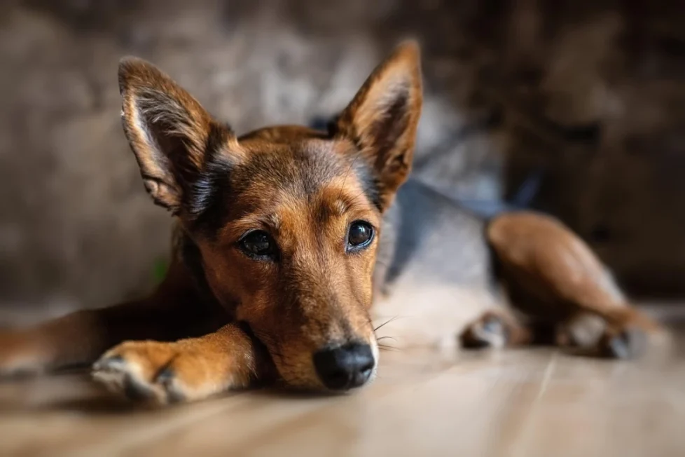 Devenir éducateur canin : découvrez les étapes clés pour transformer sa passion en métier