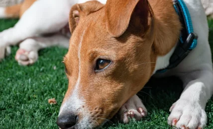 Combien coûte vraiment un Jack Russell ? Prix, budget et conseils pour bien choisir