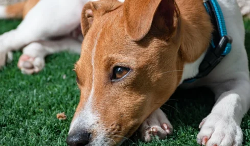 Combien coûte vraiment un Jack Russell ? Prix, budget et conseils pour bien choisir