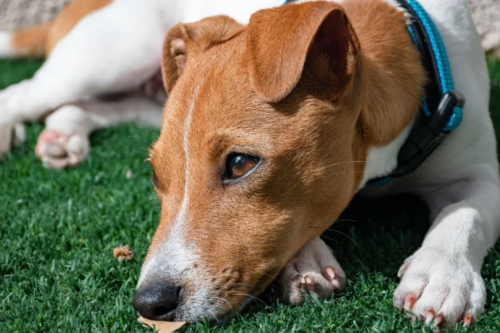 Combien coûte vraiment un Jack Russell ? Prix, budget et conseils pour bien choisir